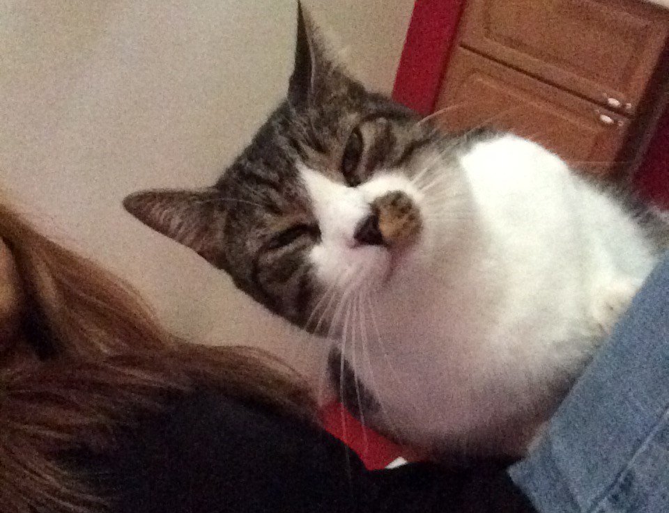 Happy National Cat&nbsp;Day