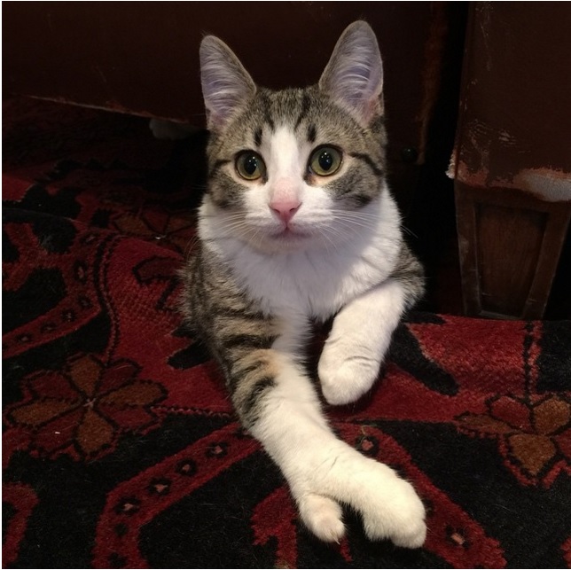 AHS: Cat has paws like a lobster&nbsp;claw